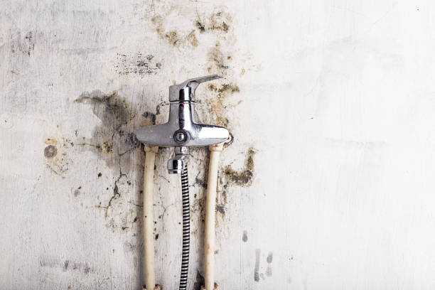 Best Certified Mold Removal  in Blackhawk, CA