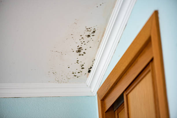 Reliable Blackhawk, CA Mold Removal Solutions