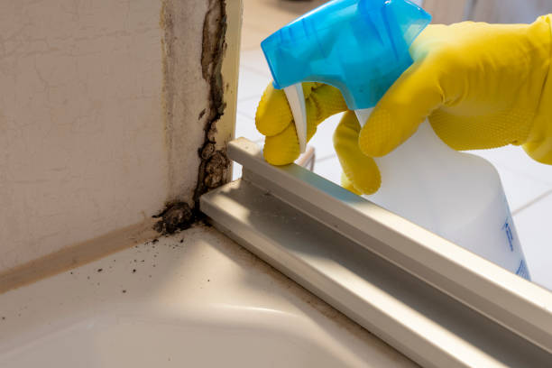 Best Commercial Mold Removal  in Blackhawk, CA
