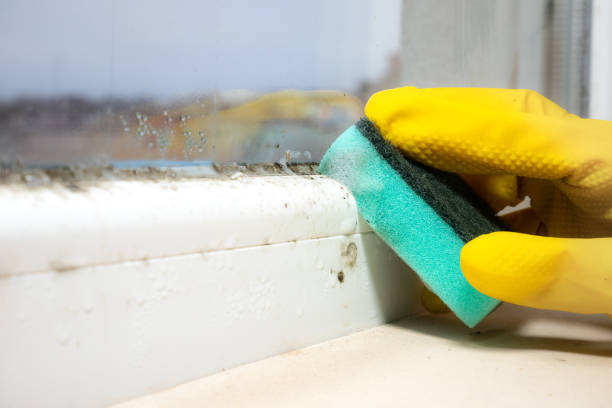 Best Attic Mold Removal  in Blackhawk, CA