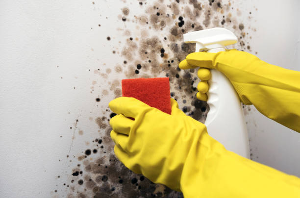 Best Mold Damage Repair  in Blackhawk, CA