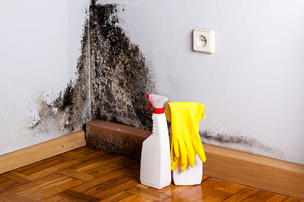 Best Same-Day Mold Removal  in Blackhawk, CA