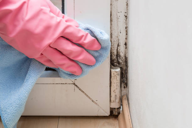 Best Residential Mold Removal  in Blackhawk, CA