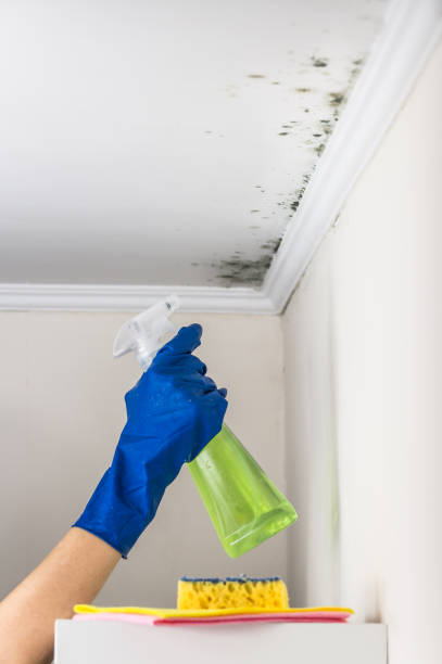 Certified Mold Removal in Blackhawk, CA