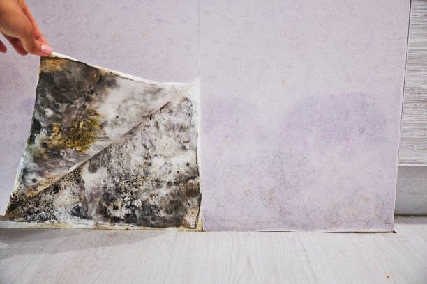 Best Mold Removal Company Near Me  in Blackhawk, CA
